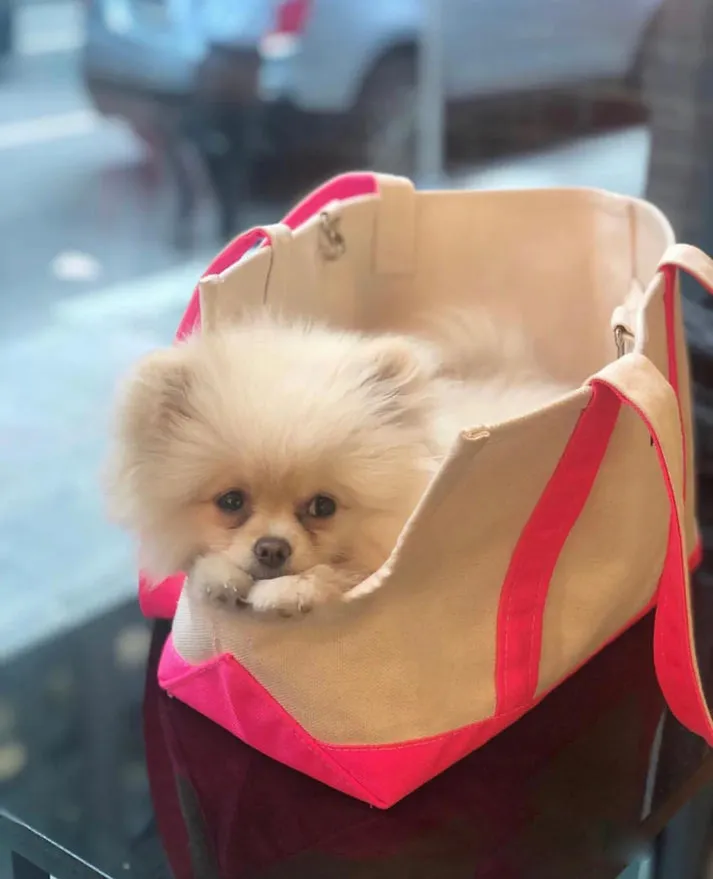 Spring/Summer - Canvas Tote - Open Dog Bag - 5 Color Options