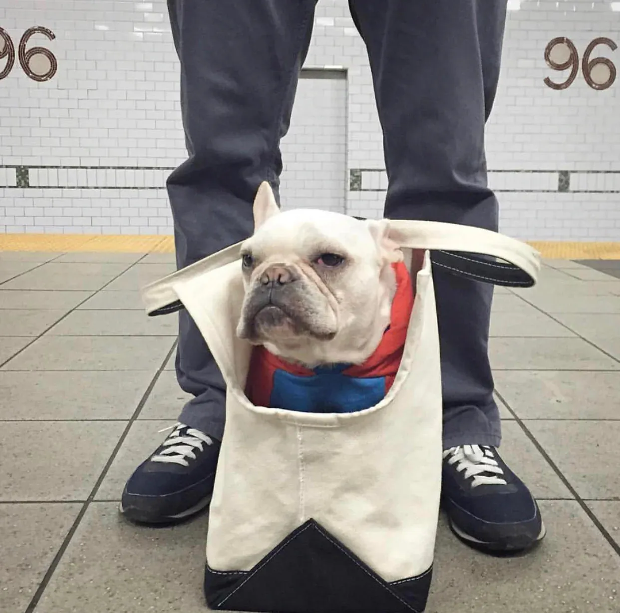 Spring/Summer - Canvas Tote - Open Dog Bag - 5 Color Options